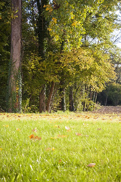 Parc arboré de l'hôtel